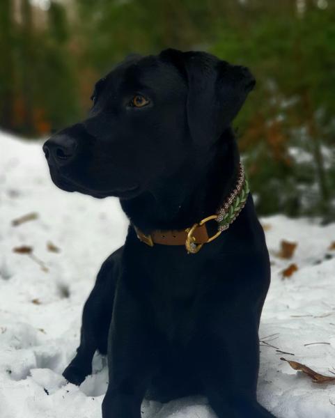 Benno